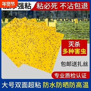 双面粘虫板大棚果树瓜菜园黄板沾小黑飞防虫贴纸蓟马蓝板诱虫板