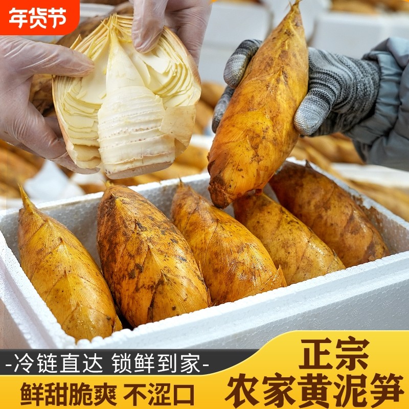 冬笋【顺丰到家】 浙江发货现挖新鲜两头尖黄泥农家精品野生竹笋