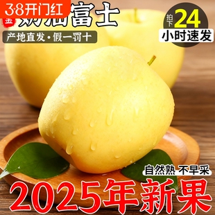 山东烟台黄金奶油富士苹果当季正宗黄元帅奶油苹果9整箱时令鲜果