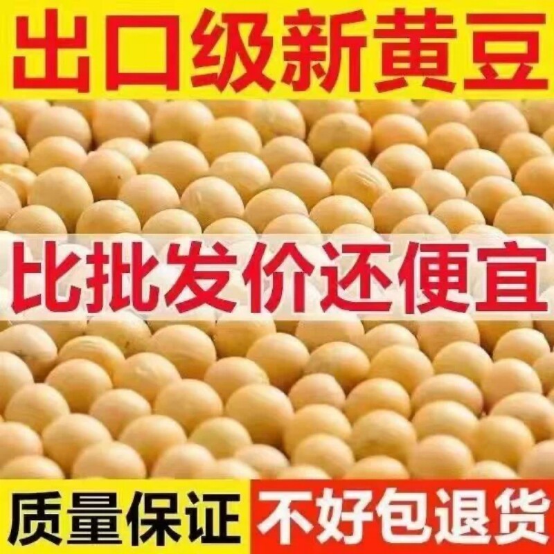 东北黄豆新豆农家大豆非转基因黑龙江打豆浆磨豆腐新鲜早餐黄豆