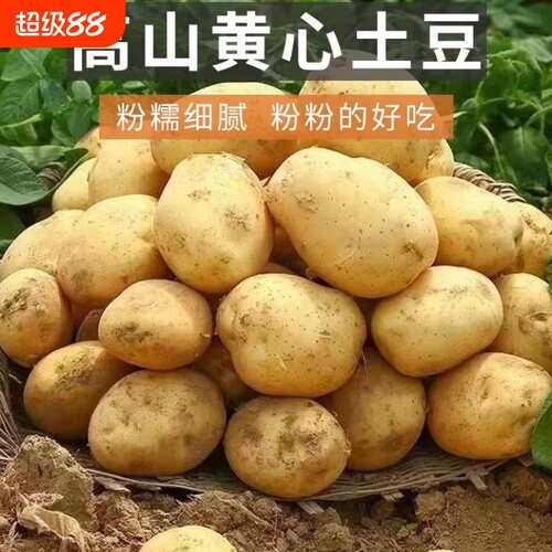 贵州威宁红皮黄心土豆10斤