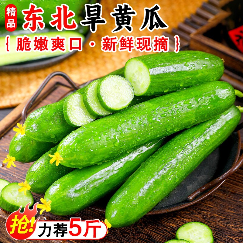 当季头茬现摘水果黄瓜鲜脆爽生吃农家自种新鲜现摘清脆水果黄瓜