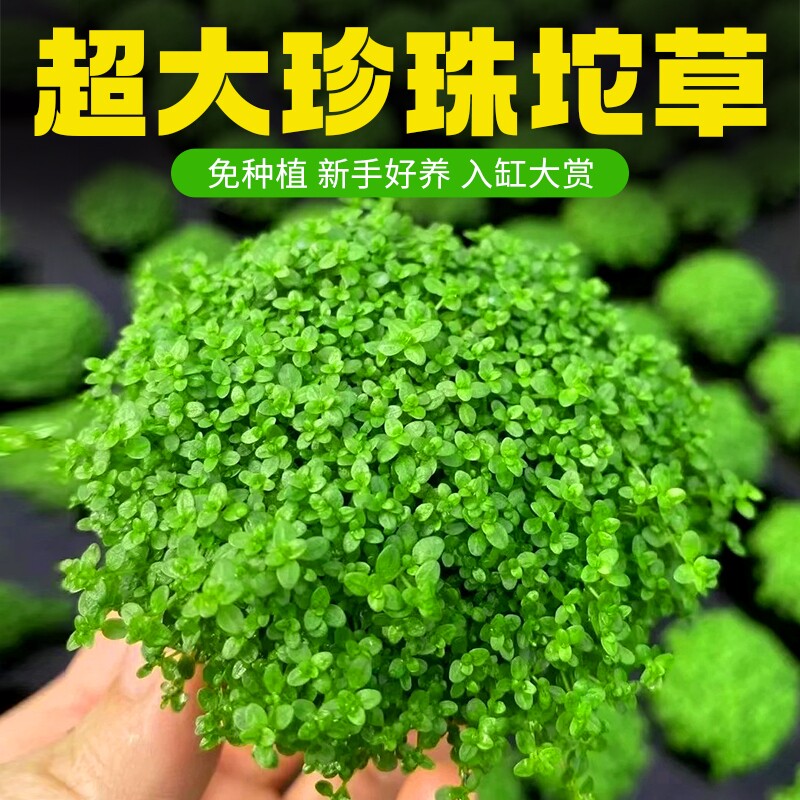 日本高珍珠水草植物爬地矮珍珠坨草增氧水培鱼缸造景专用沉底水质