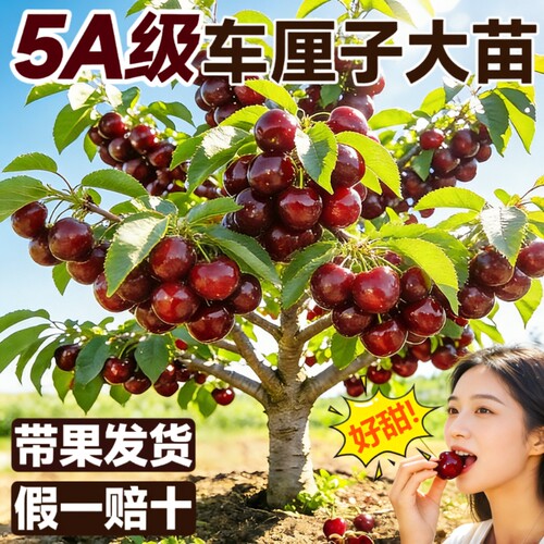 正宗车厘子树苗大樱桃果树果苗嫁接矮化盆栽水果树南方北种植北方