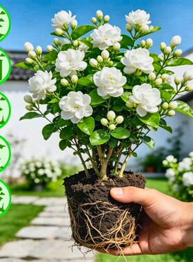 茉莉花苗盆栽九里香老桩驱蚊花卉植物室内阳台四季开花好养重瓣