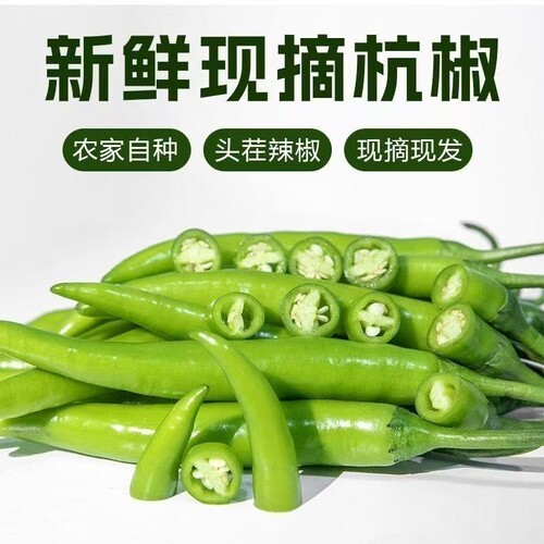 2026正宗杭椒青皮尖青椒小青椒绿皮辣椒农家自种时令蔬菜旗舰店