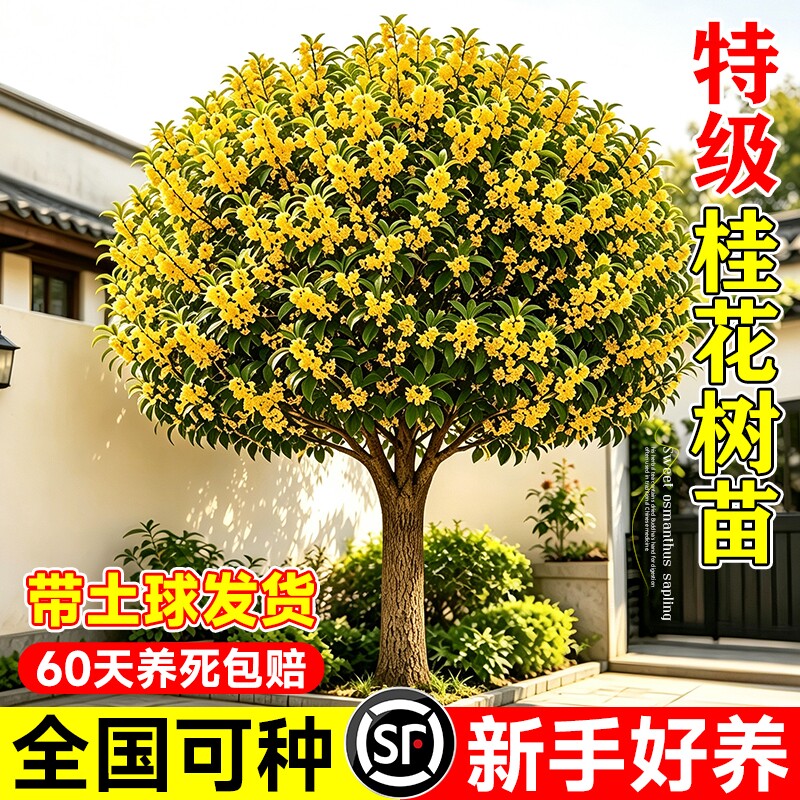 正宗桂花树苗庭院地栽大树盆栽四季桂金桂丹桂老桩四季开花卉植物图片