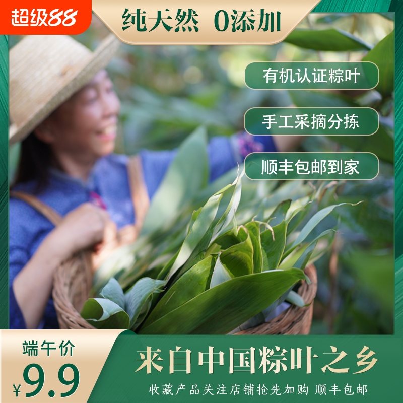 天然有机烘干粽子叶无添加端午天然粽叶新鲜大粽叶装箬竹叶现摘