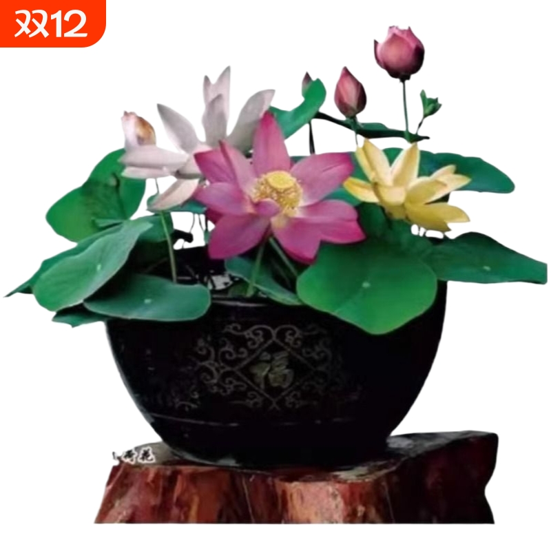 盆栽碗莲种子四季好养活室内水培水养睡莲植物花种子鲜花水里