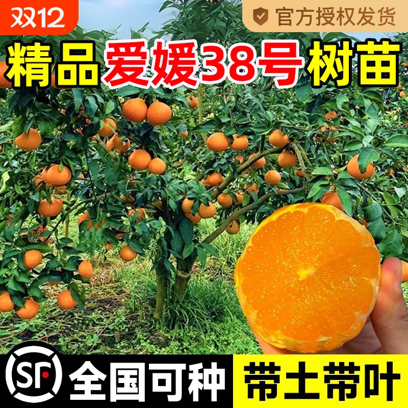 爱媛38号树苗果冻橙果树果苗盆栽