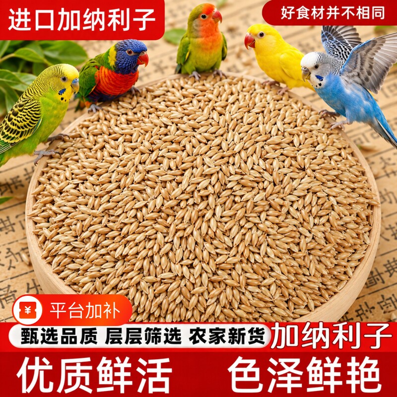 进口加纳利子大颗粒白尖鹦鹉虎皮牡丹玄凤小太阳鸟食高蛋白营养粮