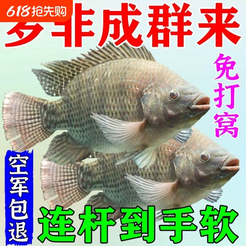 罗非专用饵料池塘湖泊野钓罗非饵
