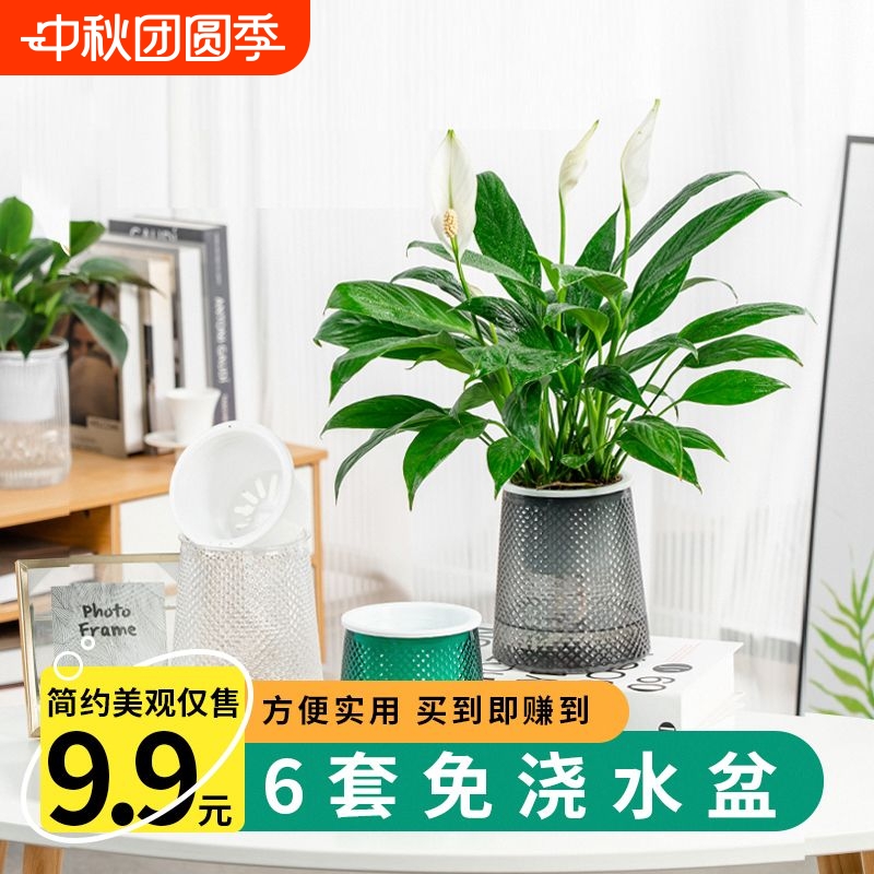免浇水花盆自吸水懒人网红新款绿萝月季加仑盆塑料阳台兰花多肉盆