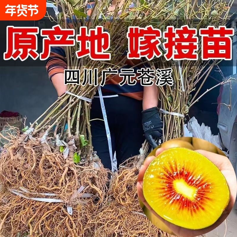 正宗嫁接猕猴桃树果苗红心绿心黄心软枣奇异果树苗室内庭院种植,鲜花速递/花卉仿真/绿植园艺,果树,淘宝优惠券,粉丝福利购,淘宝优惠卷