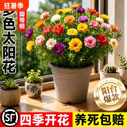 太阳花盆栽四季开花好养易活阳台庭院室内室外绿植花卉苗重瓣种植