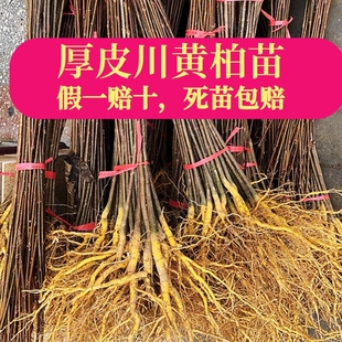 正宗厚皮川黄柏树苗黄柏树皮四川发货泥浆大苗批发基地直发