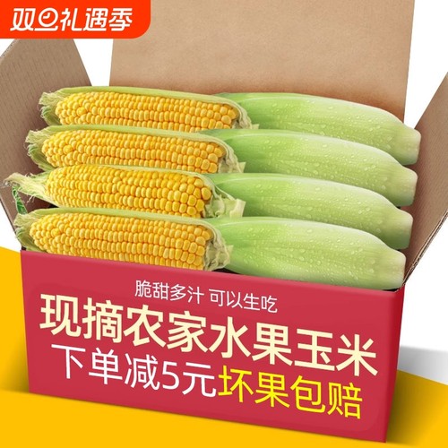 广东现摘大纯黄甜玉米10斤