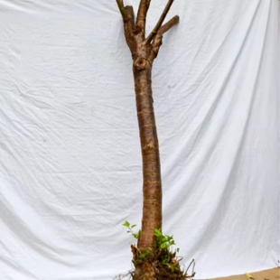 正宗车厘子树苗樱桃树果苗嫁接特大带土球庭院地栽果树南北方种植