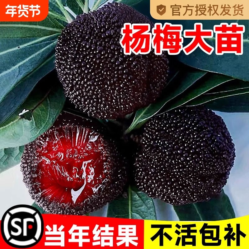 仙居东魁杨梅树树苗南方当年结果嫁接水晶水果树果苗早熟特大东槐