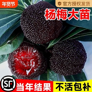 仙居东魁杨梅树树苗南方当年结果嫁接水晶水果树果苗早熟特大东槐