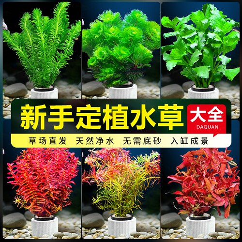 水草植物鱼缸造景阴性新手定植