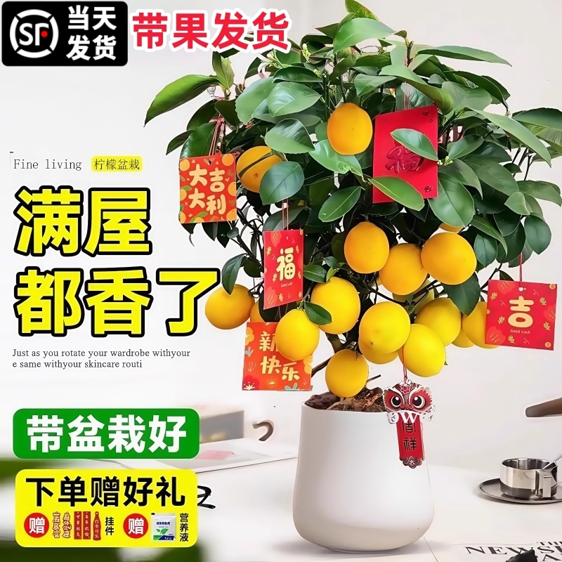 香水柠檬树苗四季盆栽带果可食用无核青柠檬果苗室内阳台庭院种植