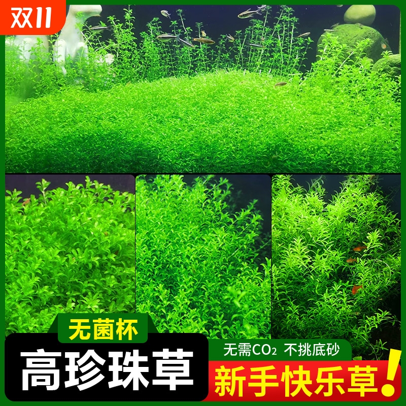 日本高珍珠水草植物生态鱼缸造景