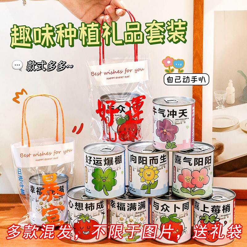 植物盆栽生日创意礼品小学生植物儿童伴手礼幼儿园奖品实用小礼品