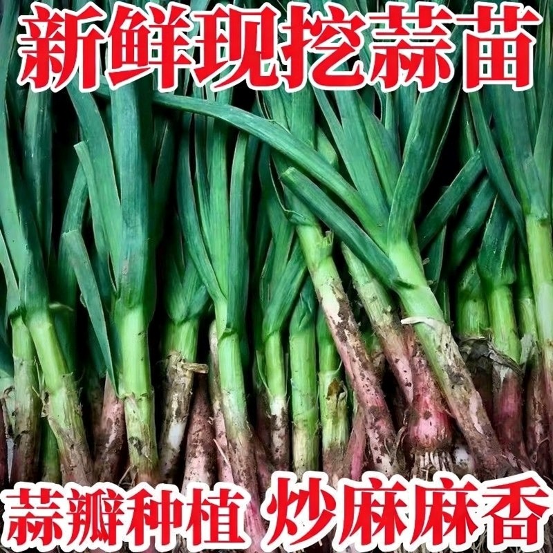 湖北露天新鲜蒜苗农家自种紫皮香蒜苗现挖现发应季蔬菜蒜香味十足