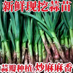 湖北露天新鲜蒜苗农家自种紫皮香蒜苗现挖现发应季蔬菜蒜香味十足