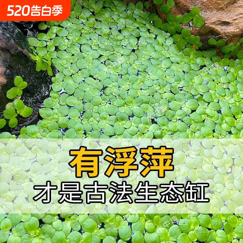 芝麻浮萍龟粮鱼粮水草养鱼养龟鱼缸龟缸鱼塘造景增氧水培净化水质