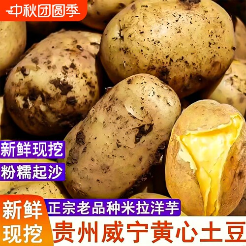 2026年贵州威宁新鲜黄皮黄心土豆沙面洋芋高山马铃薯农家自种蔬菜