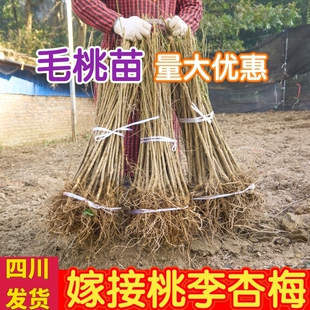 桃树砧木苗未嫁接桃树苗四川毛桃苗拆迁占地苗原生苗南北方种植苗