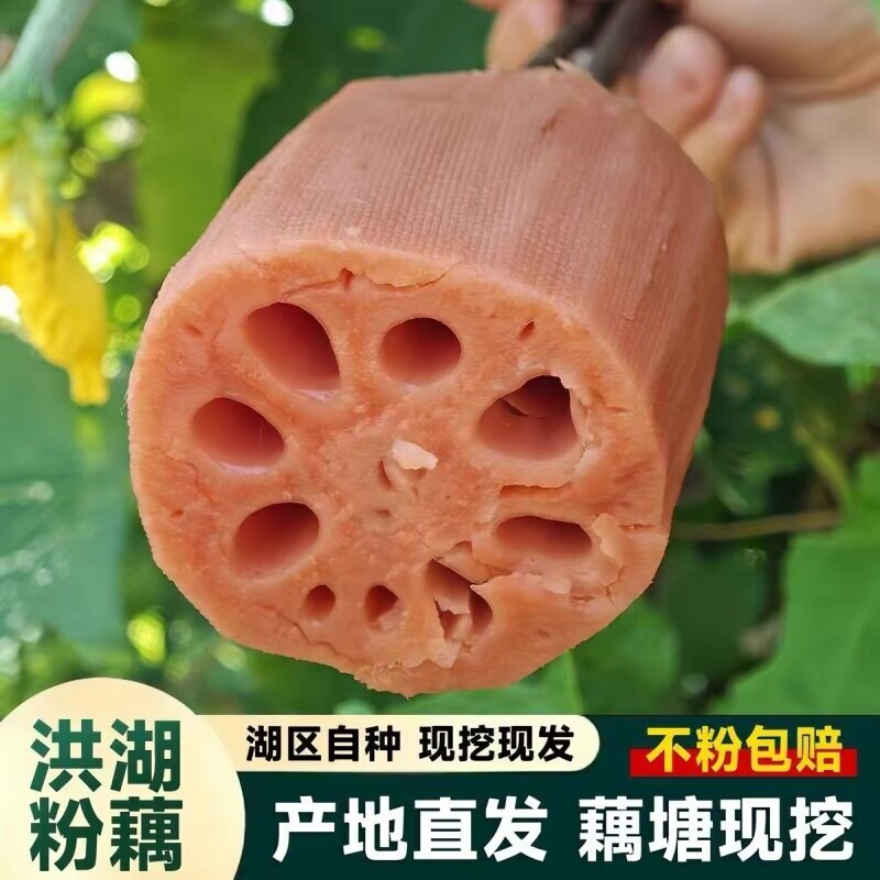 新鲜洪湖粉藕750g|超1000次加购图片