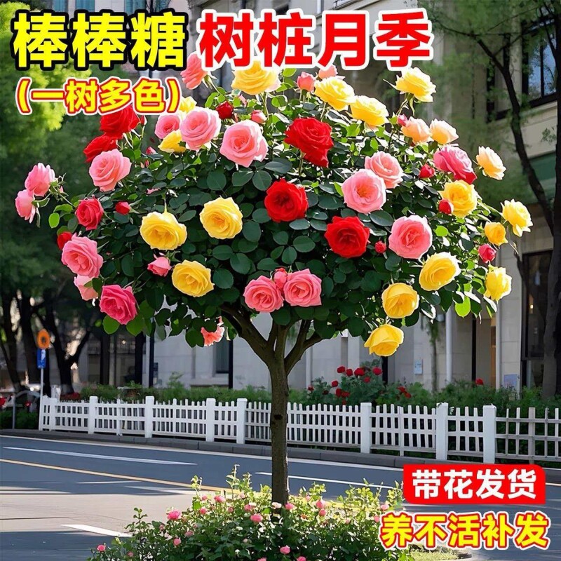 棒棒糖树桩月季花苗树状特大四季花卉植物老桩玫瑰花树苗开花阳台