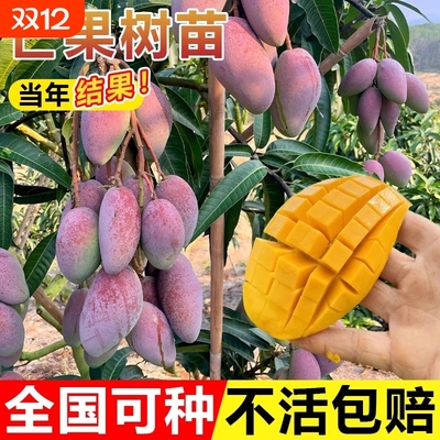 芒果树果苗树苗金煌芒四季芒特嫁接盆栽地栽当年结果南北种植耐寒
