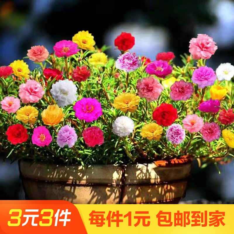 春蝶夏季盛花期花开艳丽开花不断