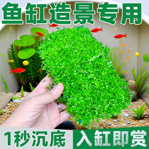 爬地矮珍珠水草造景专用净化水质