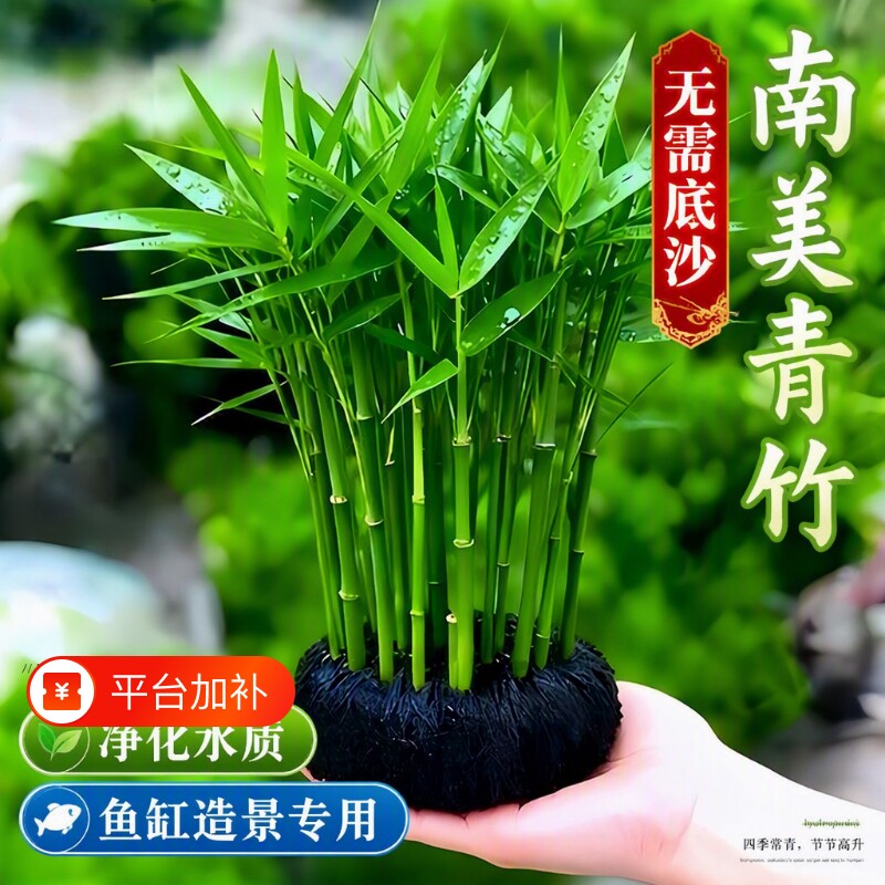 南美青竹水草鱼缸专用植物坨草净化水质养鱼造景装饰阴性增氧养护