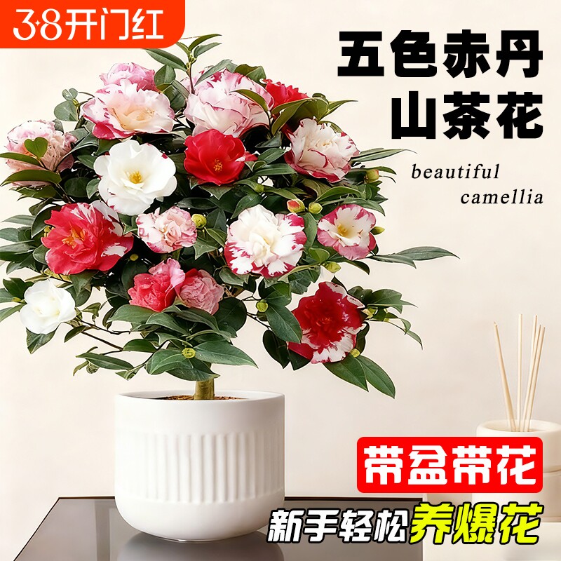 带花苞山茶花盆栽五色赤丹树苗四季好养大花浓香室内阳台绿植花卉