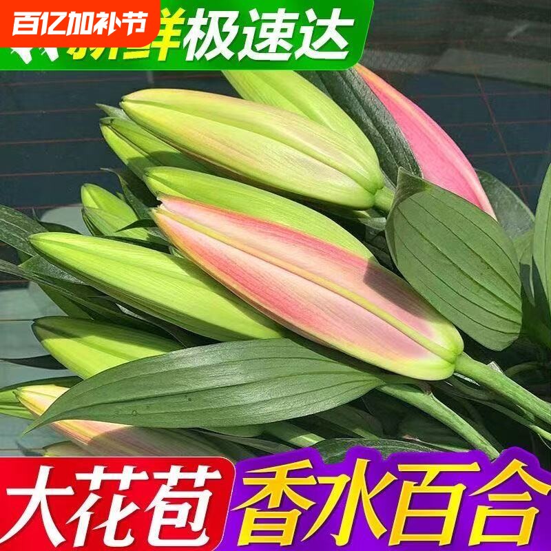 云南斗南基地现采直发香水多头百合鲜花客厅花瓶插花新年氛围装饰