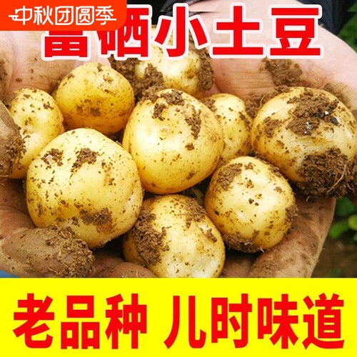 正宗湖北恩施小土豆富硒高山土豆新鲜迷你老品种农家自种现捡现发