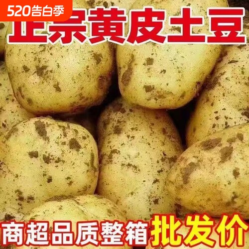 贵州新鲜黄心土豆现挖黄皮大土豆