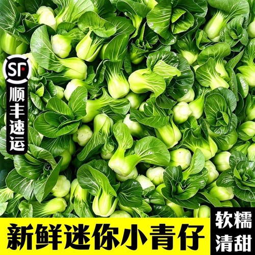 宁夏高原夏菜矮脚青新鲜蔬菜上海青迷你小青仔露天霜打矮脚菜青