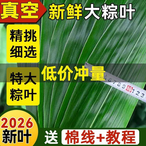 新鲜粽子叶大号精选包粽子专用