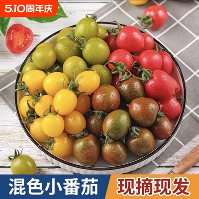 现摘现发七彩多色小番茄顺丰包邮