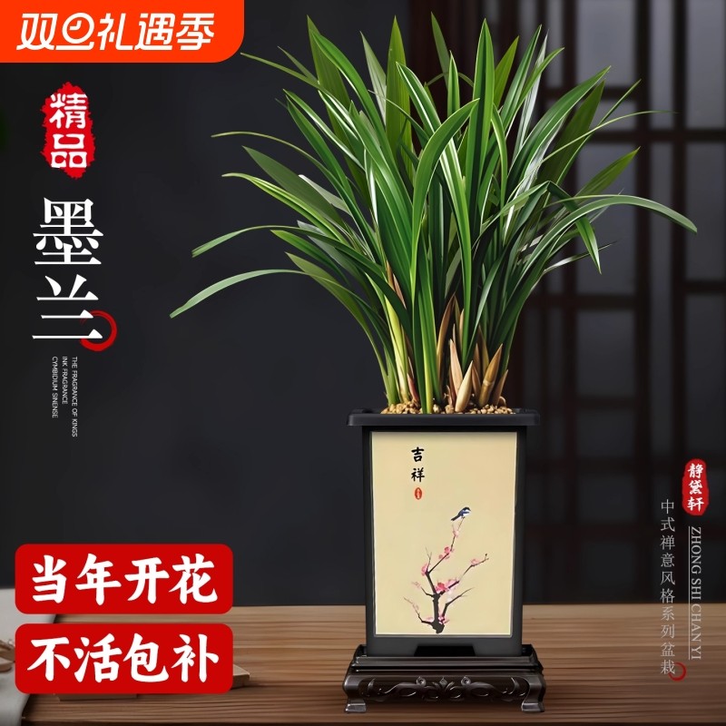 精品兰花盆栽墨兰花卉好养活绿植室内客厅办公室桌面植物带花耐阴