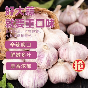 2026年金乡新干大蒜紫白皮头蒜腊八蒜新鲜可吃可种农家种植新货