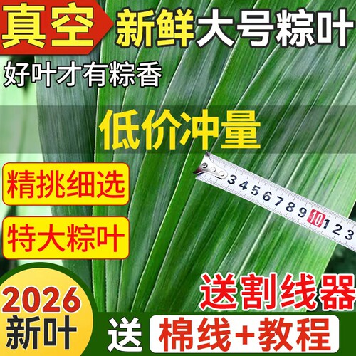 粽叶新鲜粽子叶大号特现摘包棕专用家商用批发端午节包粽子箬叶子
