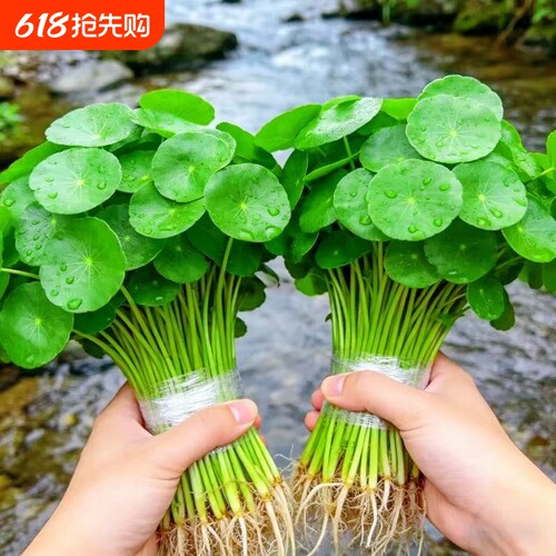 铜钱草水培植物室内外水养招财小绿植金钱草盆栽四季常青好养花卉